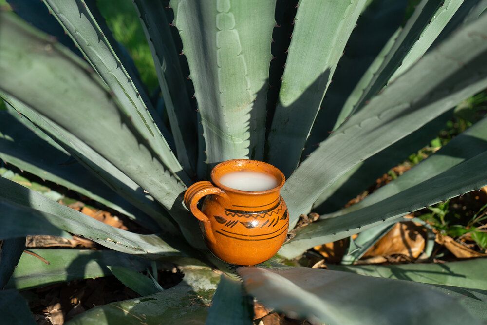 Pulque, Bebida Mexicana Que Debes Probar – Tradición Es Cultura